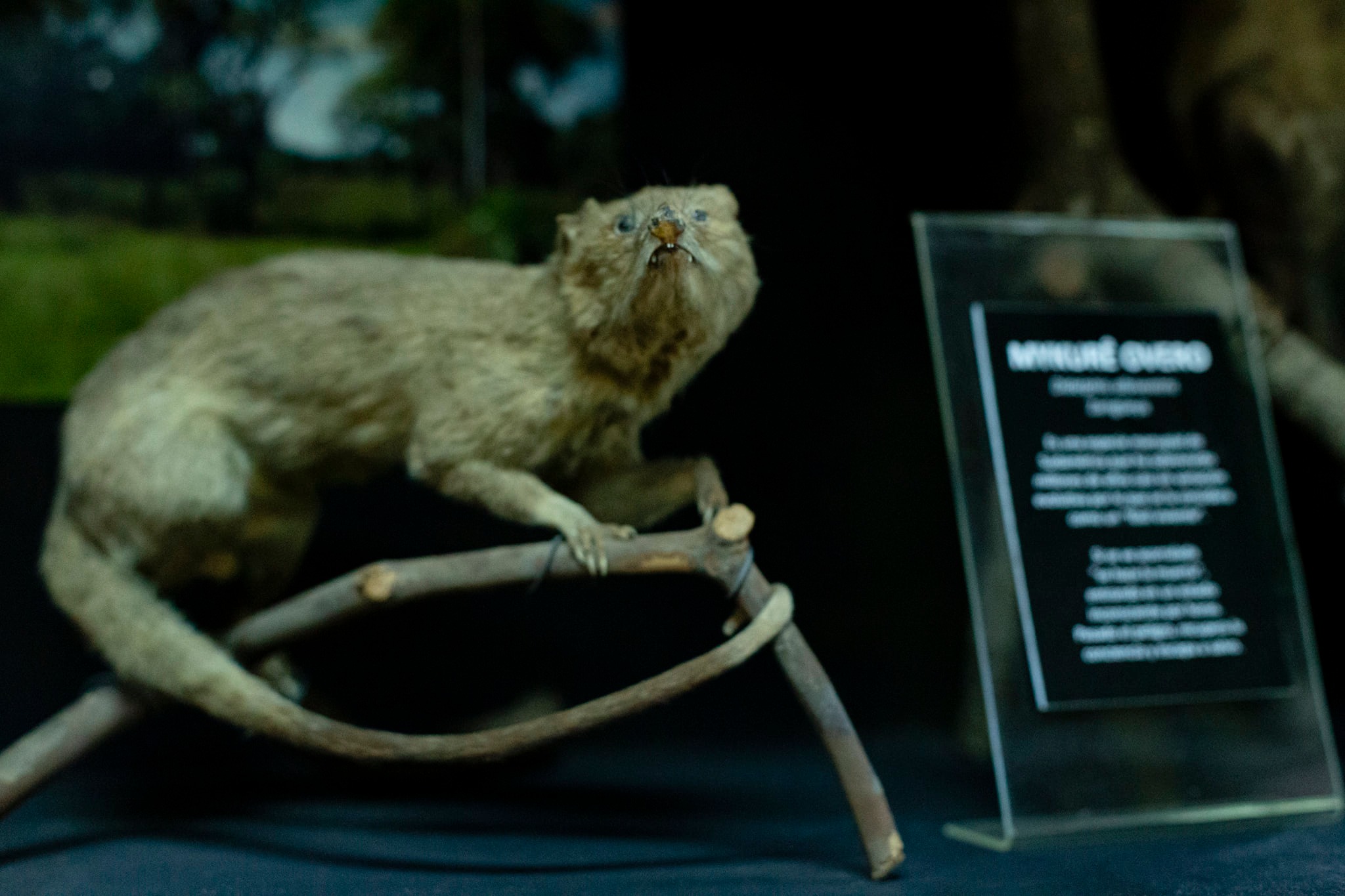 Colección de Entomología